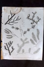 Rees 1820 Antique Print. Vermes - Sertularia 08