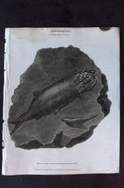 Rees 1820 Ichthyolite - Fossil Impression of Fishes found on Black Slate Germany