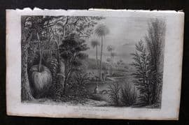 Rhind 1862 Antique Botanical Print. Australian Trees and Shrubs. Kangaroo