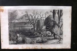 Rhind 1862 Antique Botanical Print. Cacti Cactus