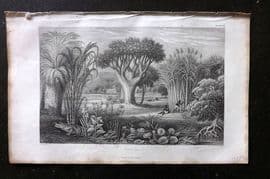 Rhind 1862 Antique Botanical Print. Canes &c