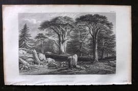 Rhind 1862 Antique Botanical Print. Coniferae or Pines. Trees