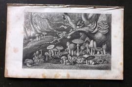Rhind 1862 Antique Botanical Print. Fungi or Mushroom Plants