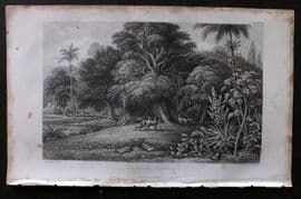 Rhind 1862 Antique Botanical Print. Ornamental Plants &c