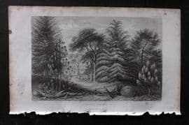 Rhind 1862 Antique Botanical Print. Pine Trees