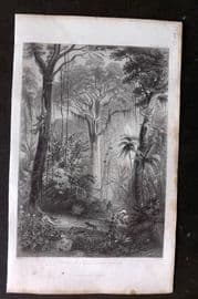 Rhind 1862 Antique Botanical Print. Scene in a Brazilian Forest