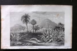 Rhind 1862 Antique Botanical Print. The Cerealia or Grain Plants