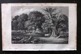 Rhind 1862 Antique Botanical Print. Timber Trees