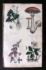 Rhind 1862 Botanical. White Crow-Foot, Fly Brown Mushroom, Foxglove, Christmas Rose Hellebore