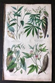 Rhind 1862 Hand Col Botanical Print. Arrowroot, Maniocor Cassava, Yam, Sweet Potato