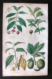 Rhind 1862 Hand Col Botanical Print. Coffee, Tea, Chocolate, Bread Fruit