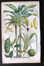 Rhind 1862 Hand Col Botanical Print. Date, Banana, Jack Fruit, Pandanus. Palm Tree
