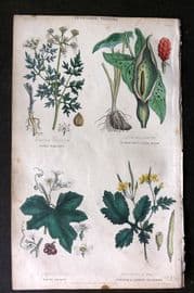 Rhind 1862 Hand Col Botanical Print. Fool's Parsley, Cuckoo Pint, White Bryony, Celandine
