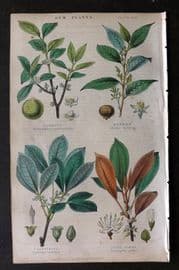 Rhind 1862 Hand Col Botanical Print. Gamboge, Benzoin, Caoutchouc, Gutta Percha