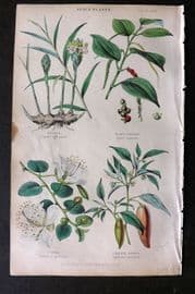 Rhind 1862 Hand Col Botanical Print. Ginger, Black Pepper, Caper, Cayenne Pepper