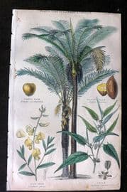 Rhind 1862 Hand Col Botanical Print. Gomuti Palm Tree, Piassave Palm, Sunn Hemp, Jute
