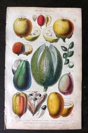 Rhind 1862 Hand Col Botanical Print. Guava, Durian, Mango, Litchi, Pitacia, Avocado, Malay Apple