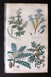 Rhind 1862 Hand Col Botanical Print. Gum - Arabic, Tragacanth, Olibanum, Mastic