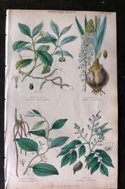 Rhind 1862 Hand Col Botanical Print. Ipecacuan, Squill, Sarsaparilla, Copaiba