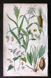 Rhind 1862 Hand Col Botanical Print. Millet, Maize, Buckwheat, Taro
