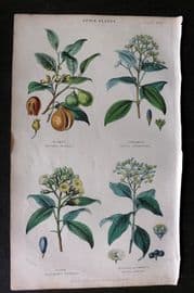 Rhind 1862 Hand Col Botanical Print. Nutmeg, Cinnamon, Clove, Allspice