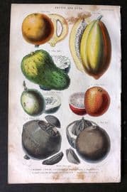 Rhind 1862 Hand Col Botanical Print. Nuts - Mammee, Papaw, Grandilla, Brazil Nut etc