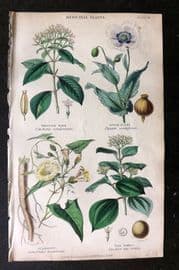 Rhind 1862 Hand Col Botanical Print. Peruvian Bark, Opium Poppy, Scammony, Nux Vomica