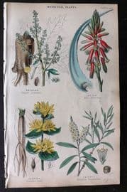 Rhind 1862 Hand Col Botanical Print. Rhubarb, Aloe, Gentian, Cajeput