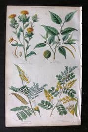Rhind 1862 Hand Col Botanical Print. Safflower, Funstic, Brasilwood, Logwood