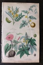 Rhind 1862 Hand Col Botanical Print. Senna, Colocynth, Jalap, Castor Oil