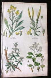 Rhind 1862 Hand Col Botanical Print. Woad, Weld, Madder, Sumach