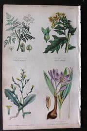 Rhind 1862 Hand Col Botanical. Hemlock, Black Henbane, Poisonous Lettuce, Meadow Saffron