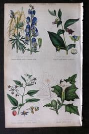 Rhind 1862 Hand Col Botanical. Wolf's Bane, Deadly Nightshade, Wood Nightshade, Thorn Apple