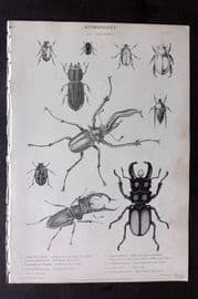 Richardson 1862 Print. Beetles Insects 01