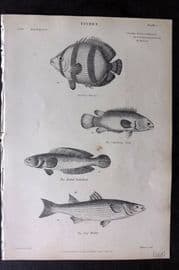 Richardson 1862 Print. Chetodon, Climbing Fish, Snakehead, Grey Mullet 09