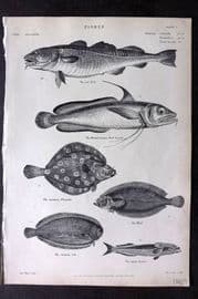 Richardson 1862 Print. Cod Fish, Fork Beard, Flounder, Sole, Whiff 06