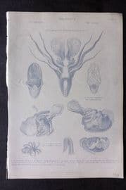 Richardson 1862 Print. Cuttle Fish 08