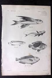 Richardson 1862 Print. Flying Fish, Cirrhosa, Cook, Saddlerfish, Scarus 05