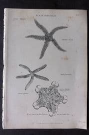 Richardson 1862 Print. Starfish 06