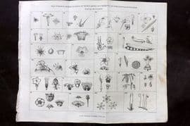 Simeon Shaw 1823 Antique Botanical Print. 24 Classes of Vegetables according to Linn.