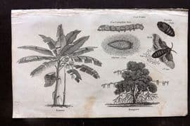 Simeon Shaw 1823 Antique Botanical Print. Banana, Silk Worm, Moth, Mangrove