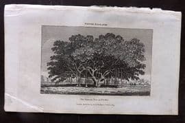 Simeon Shaw 1823 Antique Botanical Print. Banian Tree in India