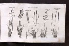Simeon Shaw 1823 Antique Botanical Print. British Grasses 01