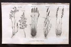 Simeon Shaw 1823 Antique Botanical Print. British Grasses 02