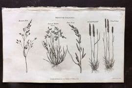 Simeon Shaw 1823 Antique Botanical Print. British Grasses 03