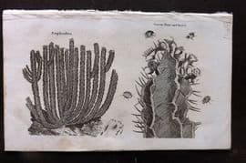 Simeon Shaw 1823 Antique Botanical Print. Euphorbia Cactus