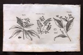 Simeon Shaw 1823 Antique Botanical Print. Myrtle, Sensitive Plant, Benzoin