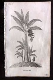 Simeon Shaw 1823 Antique Botanical Print. Plantain Tree