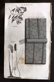 Simeon Shaw 1823 Antique Botanical Print. Soap Tree, Papyrus, Vine leaf magnified