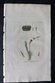 Sowerby 1805 Hand Col Botanical Print. Rigid Leaved Forked Moss 1439